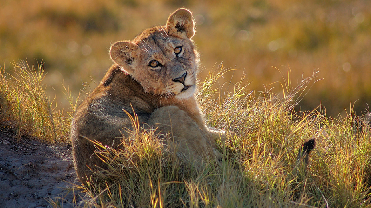 Luxury African Safaris | Tanzania Tours- Maasai Travel