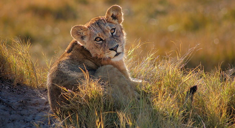 Luxury African Safaris | Tanzania Tours- Maasai Travel