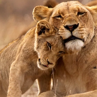 African Luxury safari