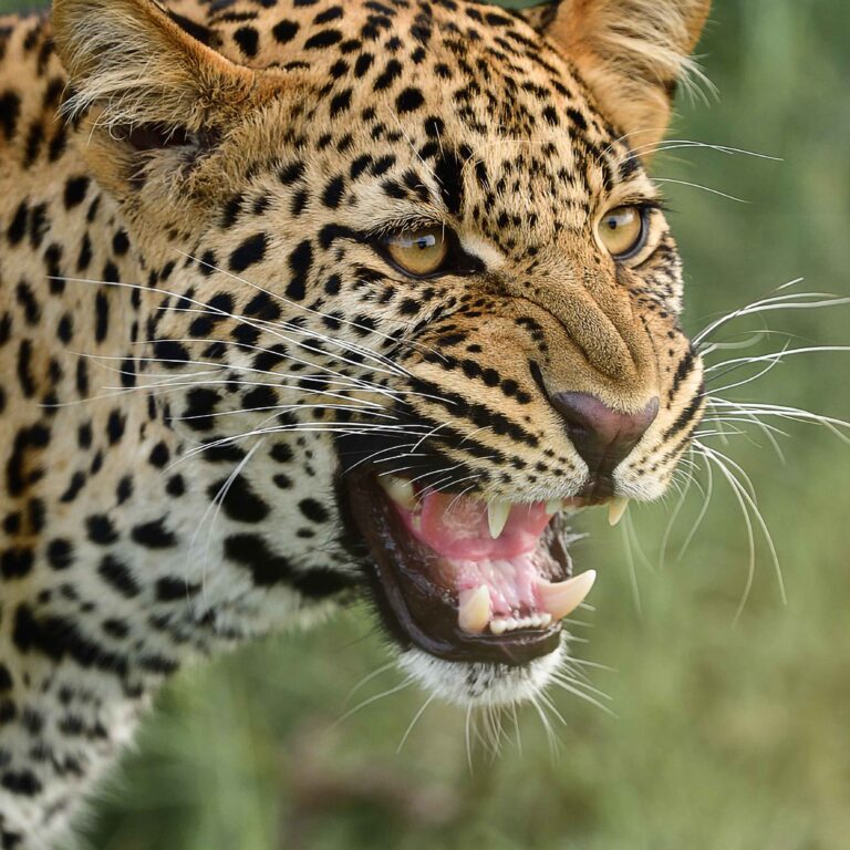 Luxury African Safari Lodges & Wildlife Reserves