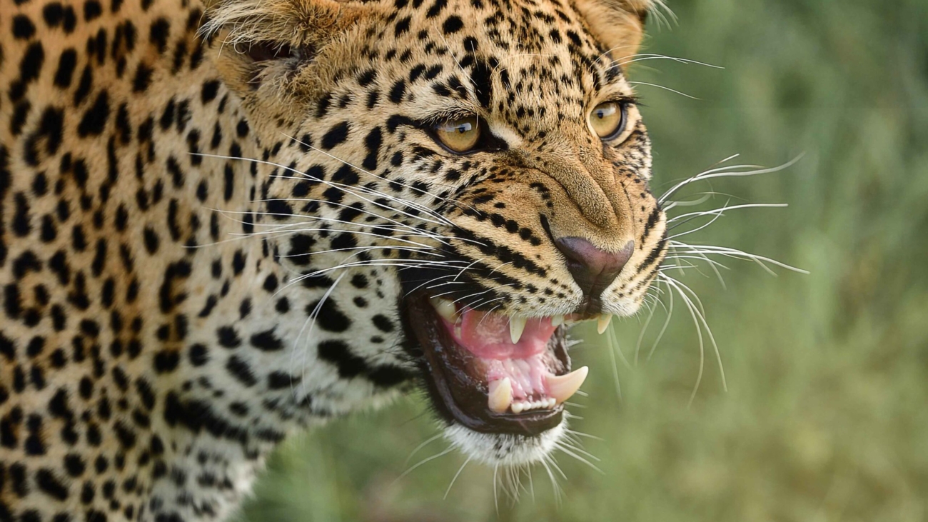 Luxury African Safari Lodges & Wildlife Reserves