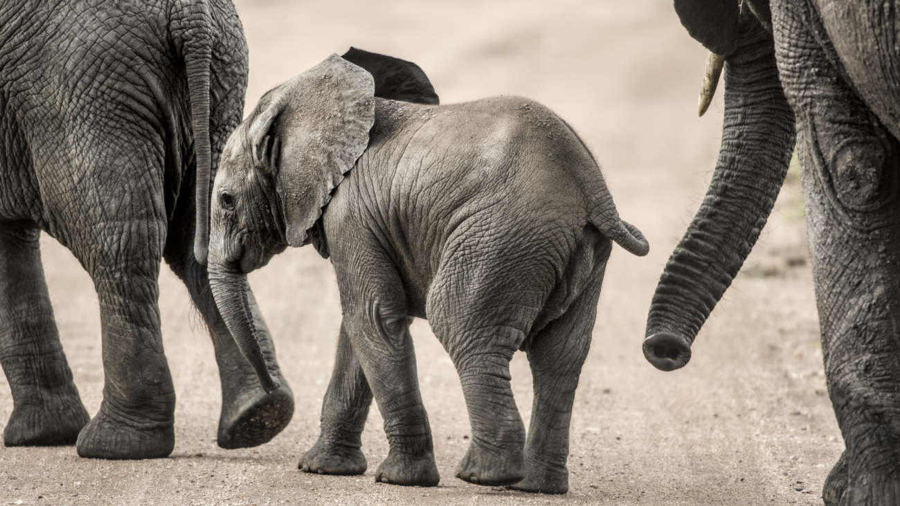 Elephant Safari Tanzania
