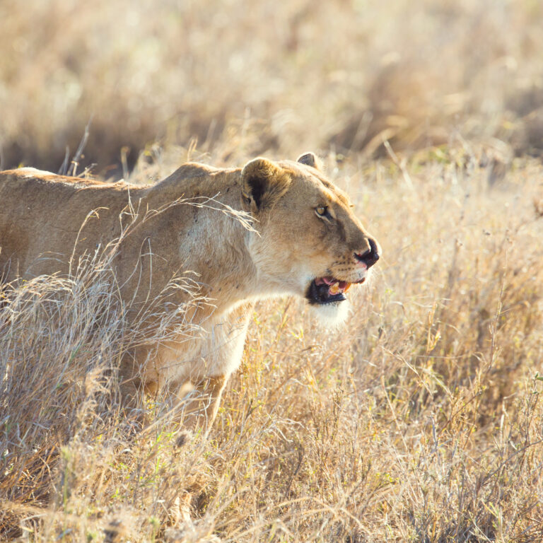 7 Days Tanzania Safari: 10 best luxury Tanzania safari and vacation packages