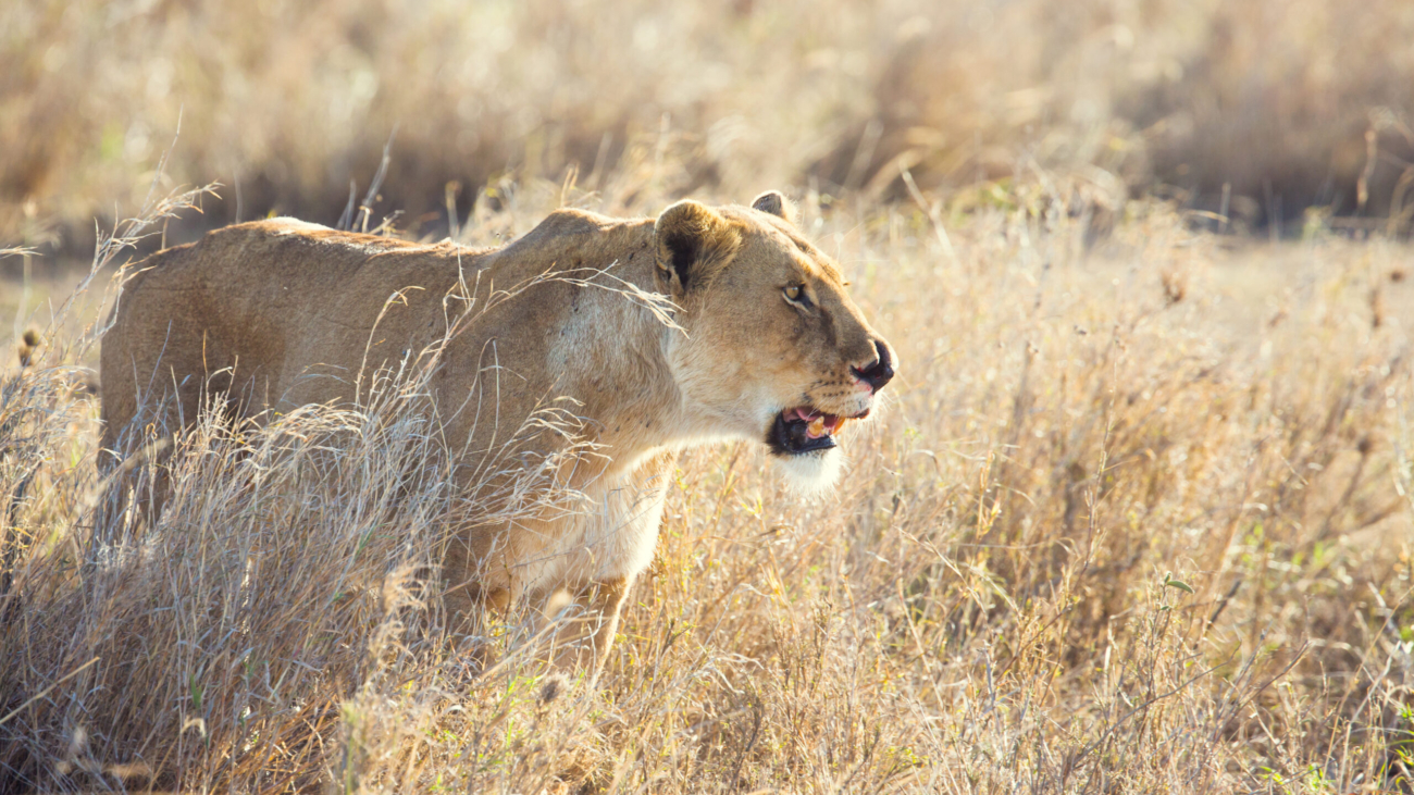 7 Days Tanzania Safari: 10 best luxury Tanzania safari and vacation packages